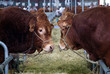 l'amour vache