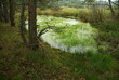 la mare aux amanites