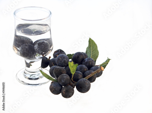 sloe gin - phase1