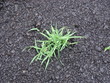 master grass