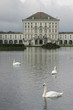 swan