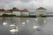 swan