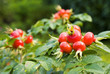 wild rose