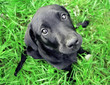 Photo en ligne au meilleur prix puppy