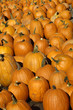 pumpkins