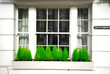 fenetre et plantes