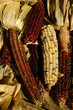 Foto: indian corn indian corn