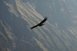 condor in colca canyon,peru