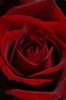 a red rose