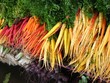 multi-colored carrots at farmers' market