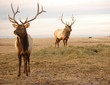 dva elk
