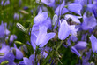bellflower
