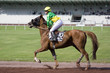 course de chevaux - trot monté