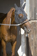 haras haras
