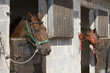haras haras