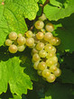 pinot blanc