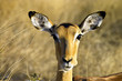 impala with mouth full