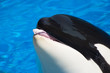 killer whale is having fun killer whale is having fun
