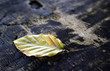 herbstblatt