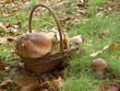 panier de cépes