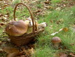 panier et cépes