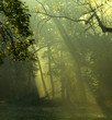 tree glow