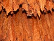 tobacco