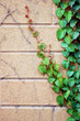 ivy vine