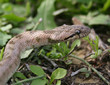 couleuvre languedocienne