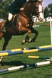 show jumping 1