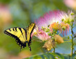 Photo: butterfly butterfly