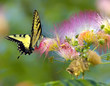 butterfly - 2