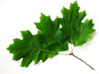 green leaf