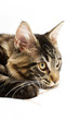 Photo: cat 2 mainecoon cat 2 mainecoon