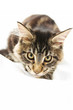 Photo: cat 3 mainecoon cat 3 mainecoon