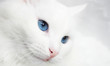 Photo: cat 4 cat 4