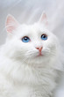Photo: cat 6 cat 6