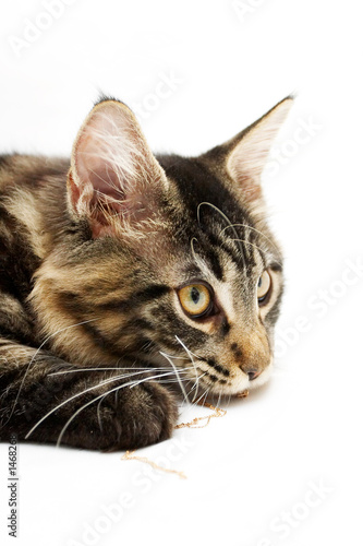 Photo: cat 2 mainecoon cat 2 mainecoon