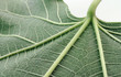 fig leaf