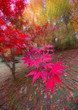fall color burst fall color burst