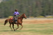 panning girl and horse panning girl and horse