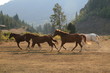 horses running horses running