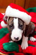santa dog