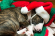 santa dog