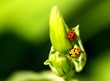 Photo: ladybird macro 9. ladybird macro 9.