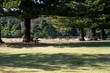 moonee camping ground 3.