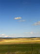 meadow
