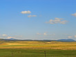 summer landscape meadow