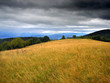 dream meadow