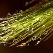 dew drops on the ear